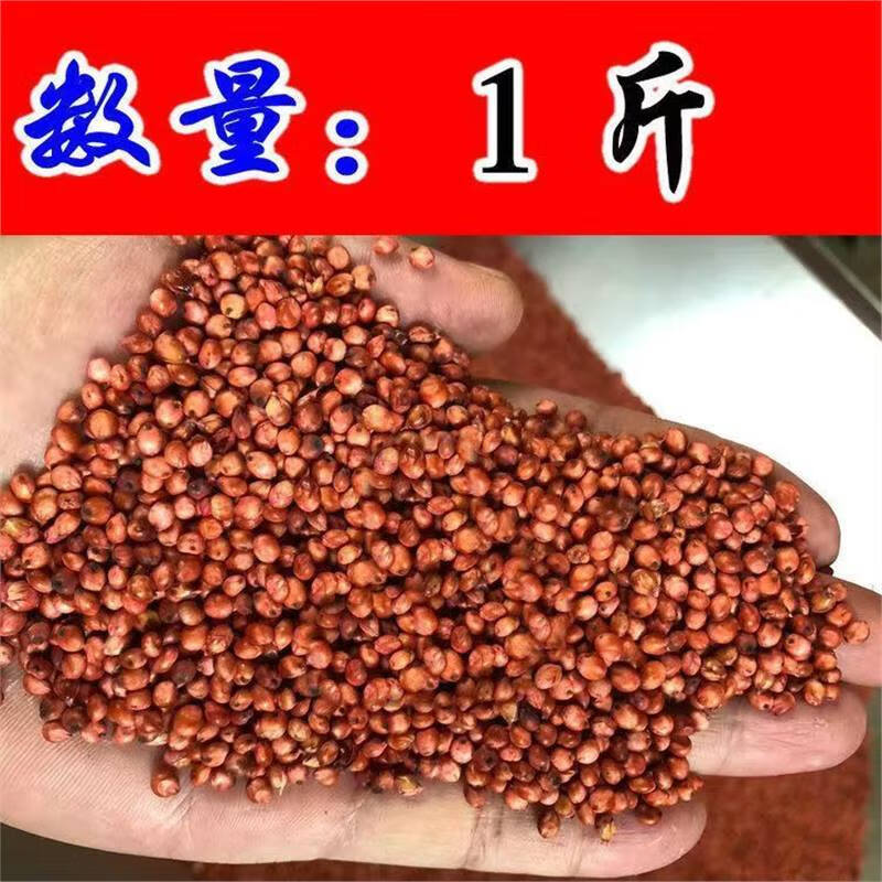 谷真高丹草种籽牛羊牧草种籽养殖四季多年生再生畜牧高丹王草鱼草种籽