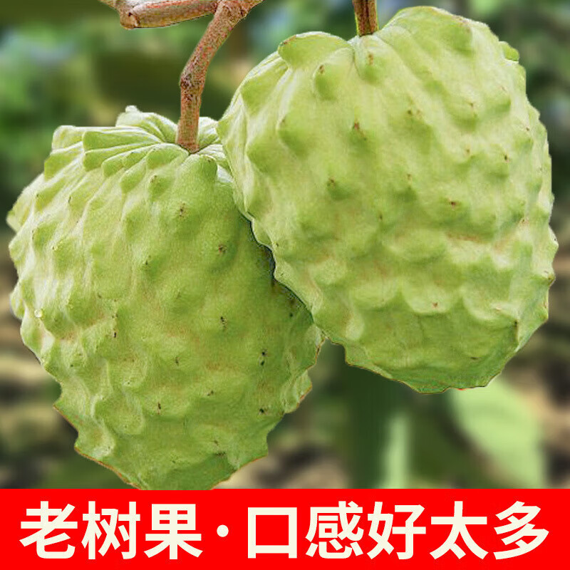 鲸咚亿农泰国牛奶释迦果凤梨释迦果番荔枝佛头果当季水果礼盒 5斤大果礼盒装【送礼推荐】