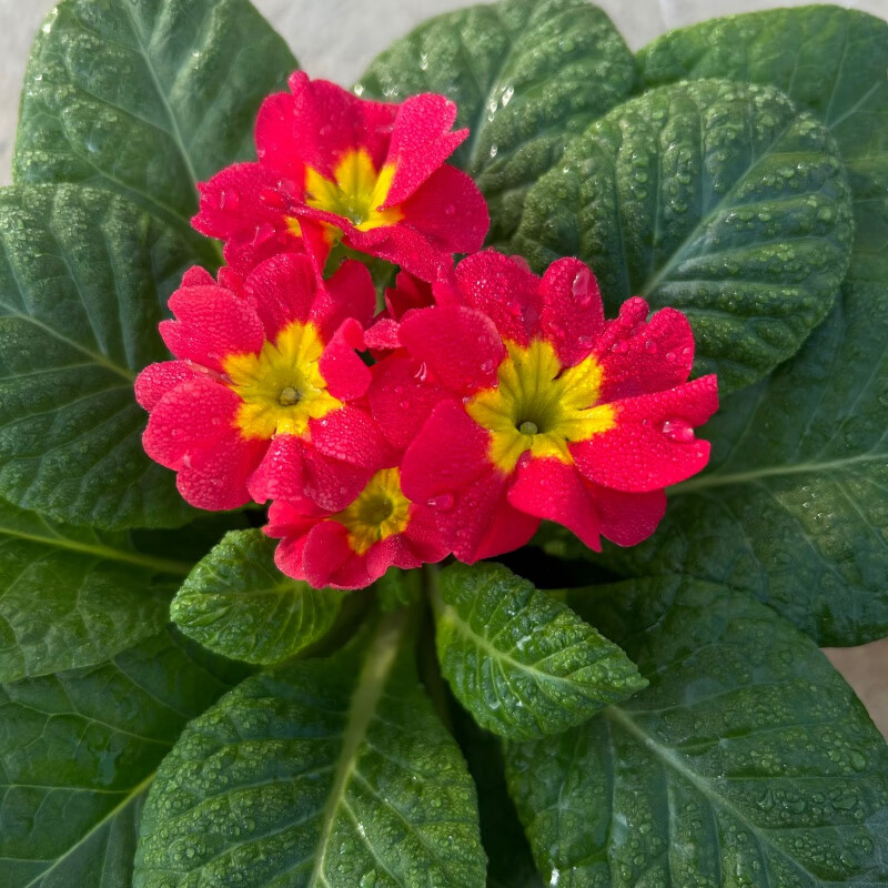 报春花红色 带花发货 原盆