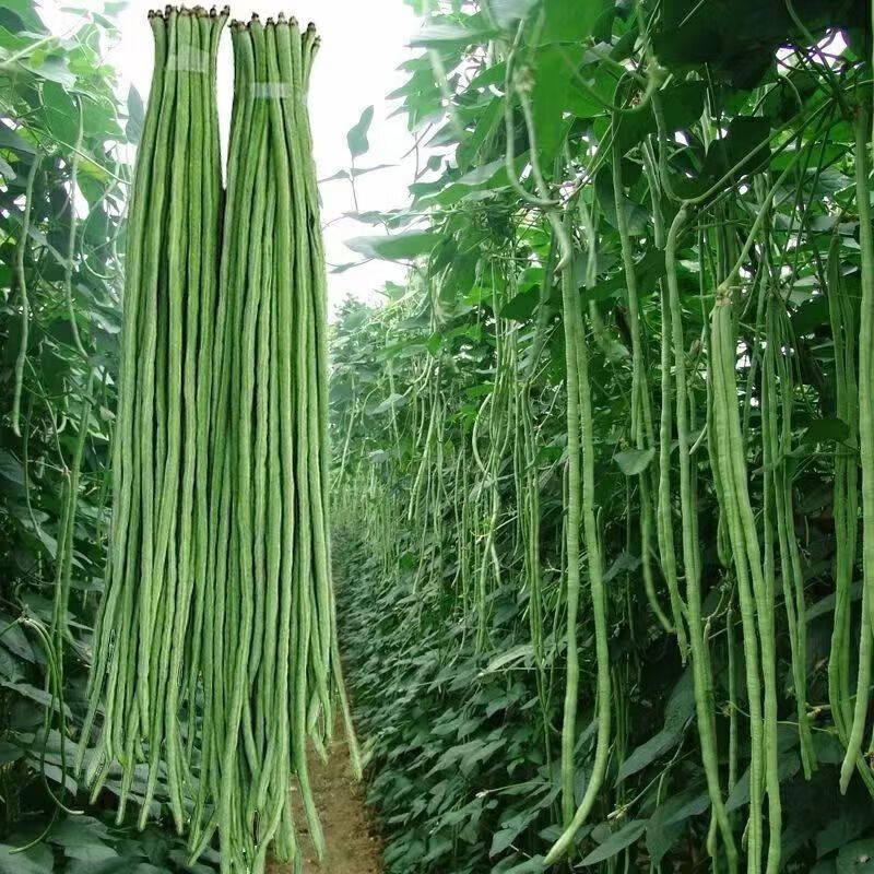 新鲜豇豆长豆角新鲜农家蔬菜自种当季现摘时令蔬菜新鲜菜豆酸豆角 3斤净重现摘长豆角 泡沫箱加冰保鲜发货