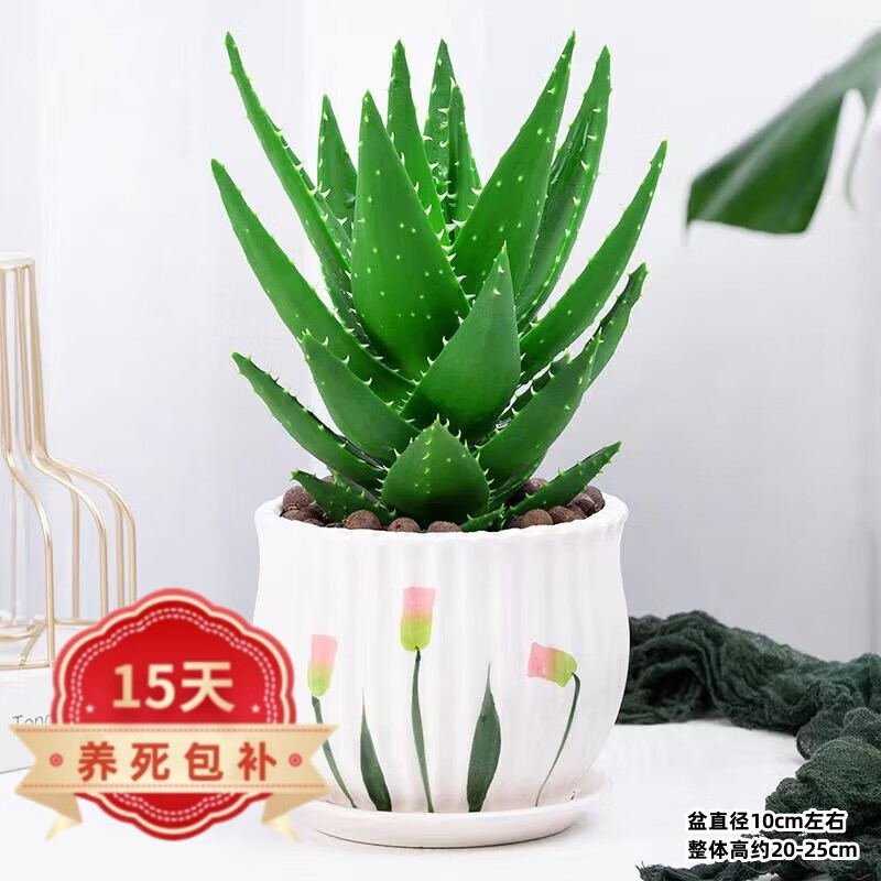 煦光芦荟室内绿植盆栽客厅办公室植物盆景花卉  芦荟 荷叶陶瓷盆
