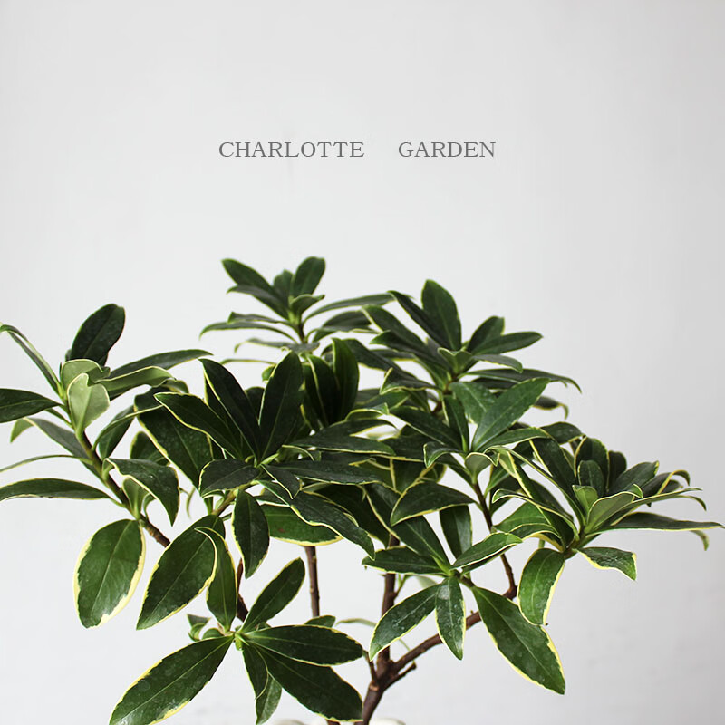 金边瑞香七里香浓香可开花室内盆栽植物花卉 喜阳绿植 瑞香(单植物 不