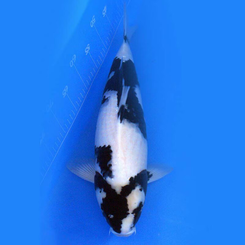 日本纯种锦鲤白写绯写昭和观赏鱼易养耐活淡水冷水鱼活体鱼 白写锦鲤