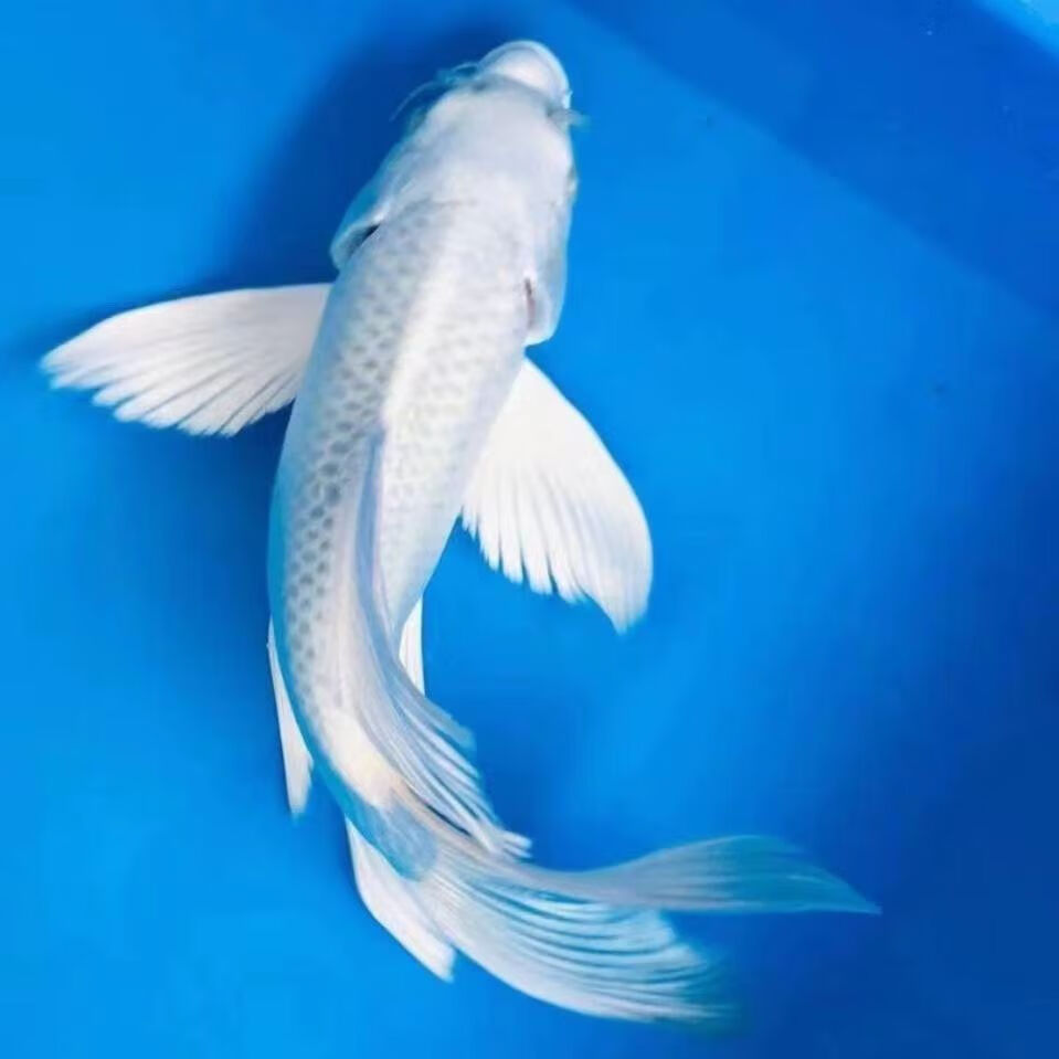 锦鲤活鱼锦鲤观赏鱼金鱼活鱼金鱼观赏鱼锦鲤鱼风水鱼冷水鱼招财鱼 6-8cm黑白黄红各2条共8条