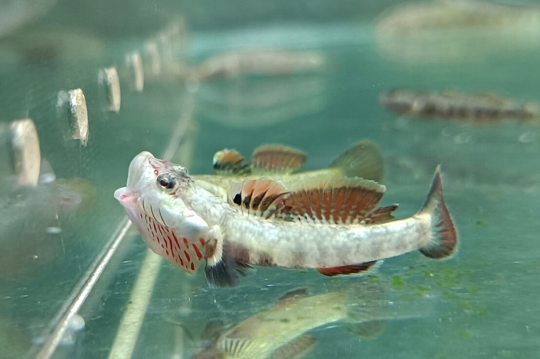 练手稀有原生冷水鱼淡水白面溪流吻虾虎鱼好养耐活热带观赏鱼 流域