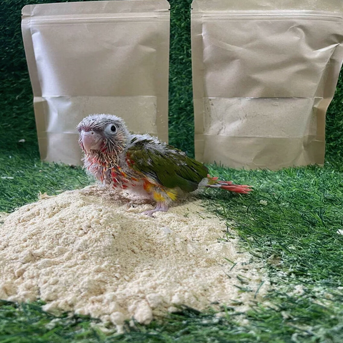 小太阳凤梨黄边和尚蓝化系列精品高趴手养幼鸟专用定制雏鸟奶粉 黄边