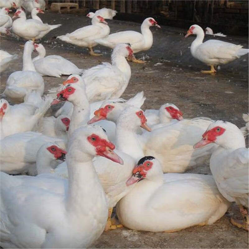 白番鸭非洲雁种蛋肉鸳鸯番鸭红嘴鸭美洲雁黑花番鸭受精蛋受精种蛋 1枚