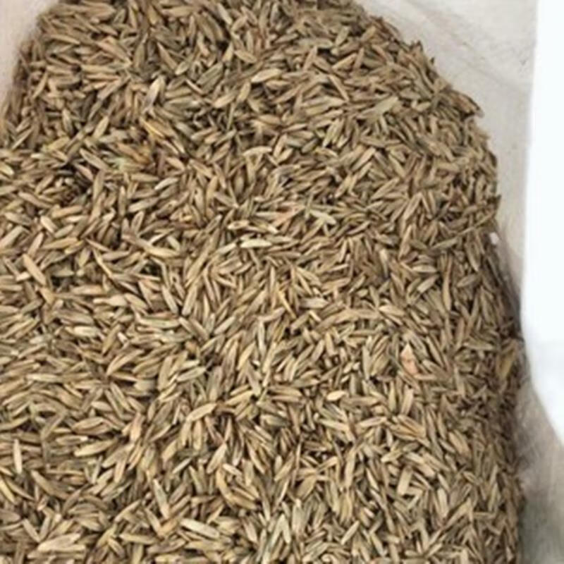 多年生黑麦草种子(半斤试种)