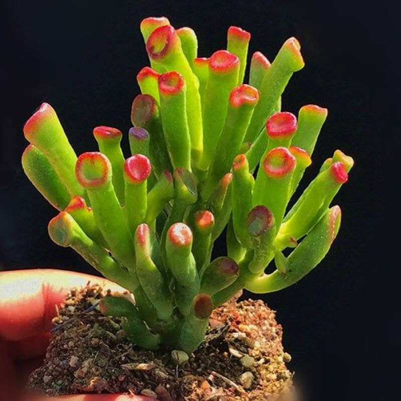 靠森(kaooseen)多肉植物发财树吸财树老桩寓意进宝客厅阳台好养活筒叶