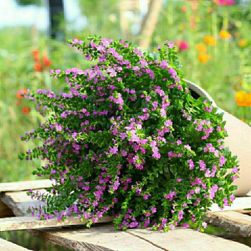 禾之润萼距花种子紫色满天星盆栽花籽花卉室外花园植物雪茄花多年生四