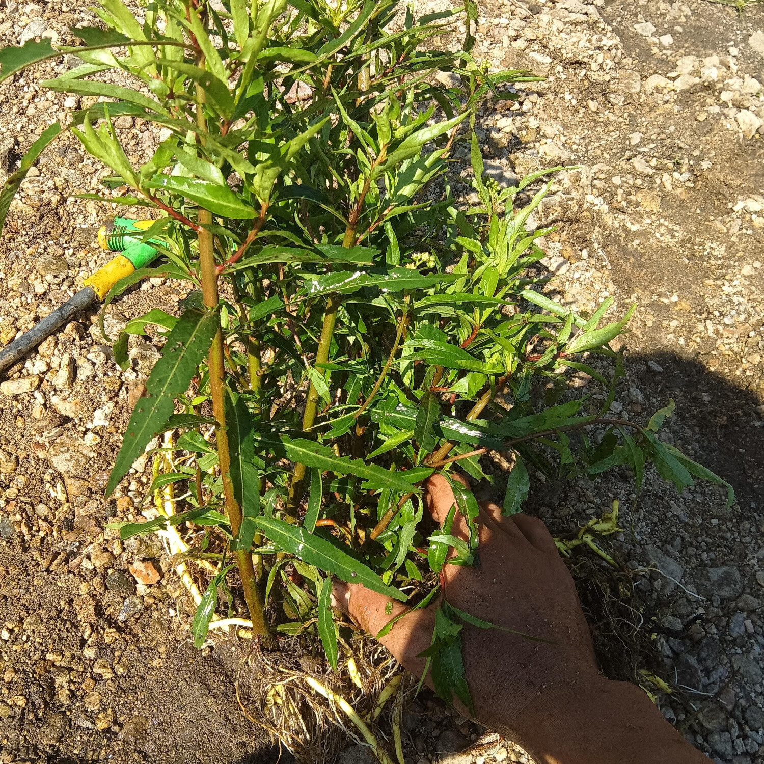 新鲜野生赶黄草 扯根菜 山黄鳝 水杨柳 水泽兰 赶黄草苗 新鲜赶黄草