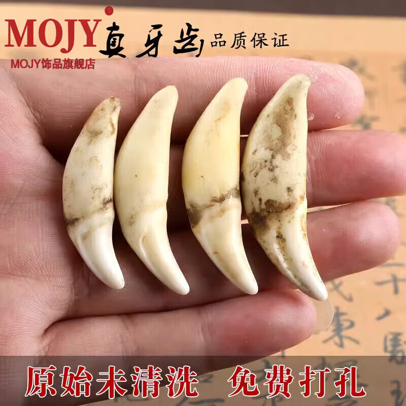 mojy狗牙吊坠男士狼牙情侣饰品生日礼物宝宝护身真黑项链藏獒牙齿挂件