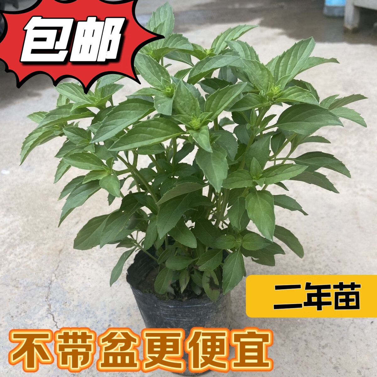 九层塔潮汕金不换盆栽食用主厨房九层塔盆栽食用罗勒植物香料甜罗 2年苗--叶子带清香味 带原土原盘