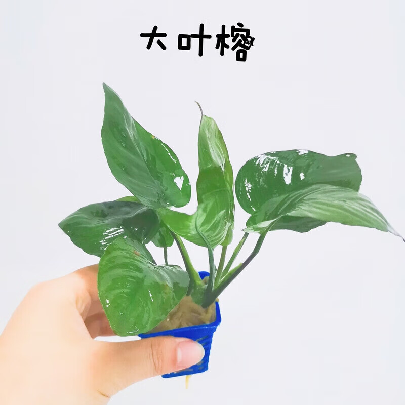 墨一水榕造景阴性粘绑沉木丹麦水草懒人活体淡水植物 小巴榕