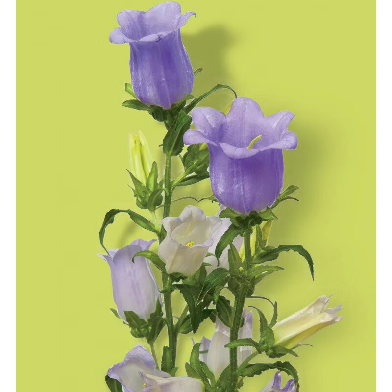 醉春木大花风铃草盆栽风铃花苗好养庭院阳台花卉植物多年生宿根四季