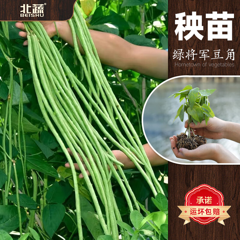 北蔬豆角苗豇豆苗架豆四季豆蔬菜苗 绿将军豆角苗5棵