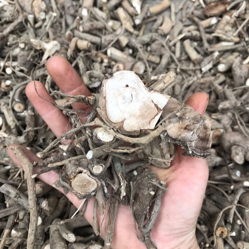 白簕根 苦刺根纯根 三叶五加 苦刺茶  刺三加簕钩菜500克 500g