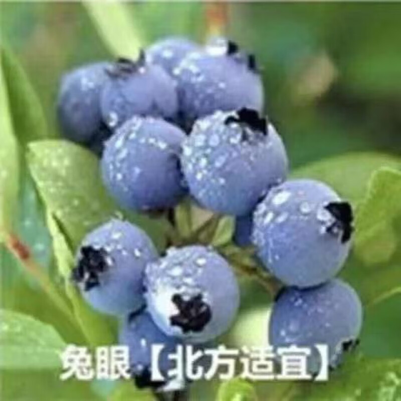 汇种草农蓝莓种子阳台盆栽果园庭院南北方全国可种植蓝莓种子灌木果实种子 兔眼蓝莓种子 55粒(送肥)