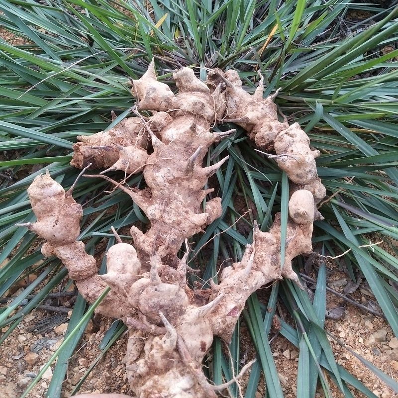 北京同仁堂广东野生菝葜金刚刺藤根金刚藤拔葜片铁菱角根煲汤新鲜中药
