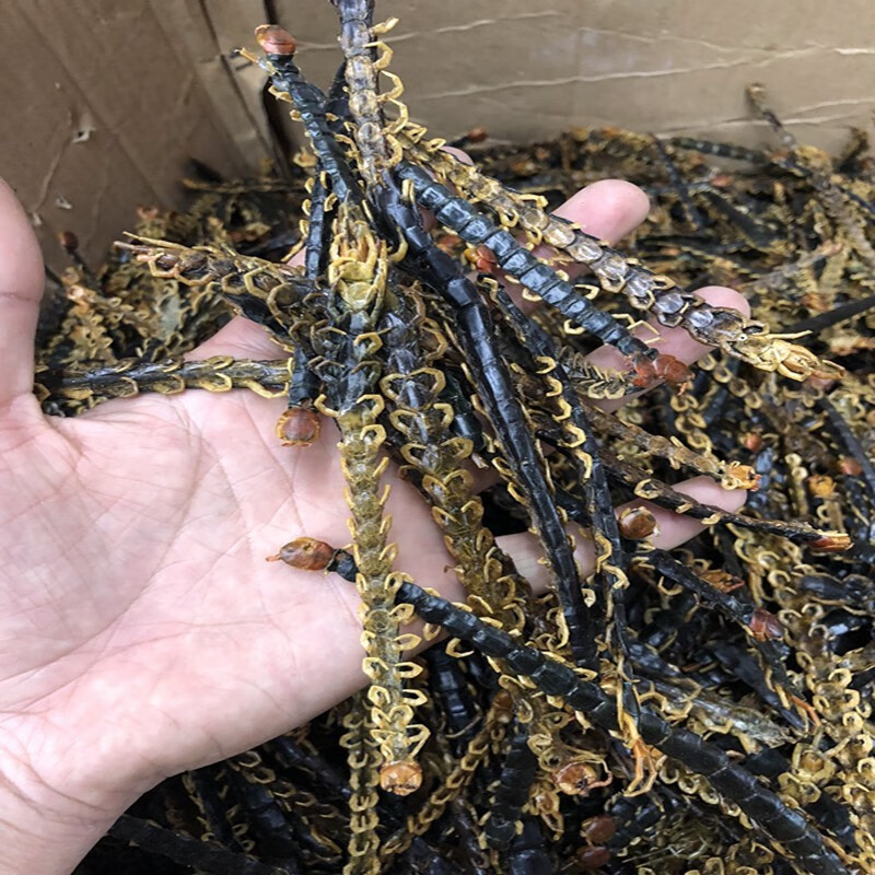 湖北红头蜈蚣干100克不带竹签 蜈蚣粉干货中药材 另有全蝎 水 湖北红