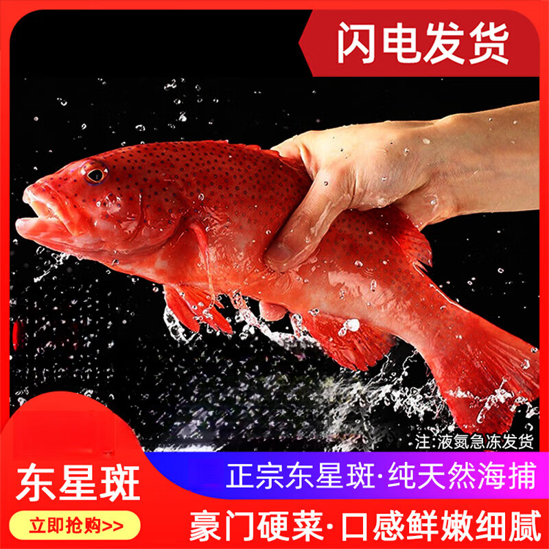 野生东星斑礼盒红石斑鱼活冰鲜活鱼鲜活速冻燕星斑燕尾斑红瓜子斑 1条