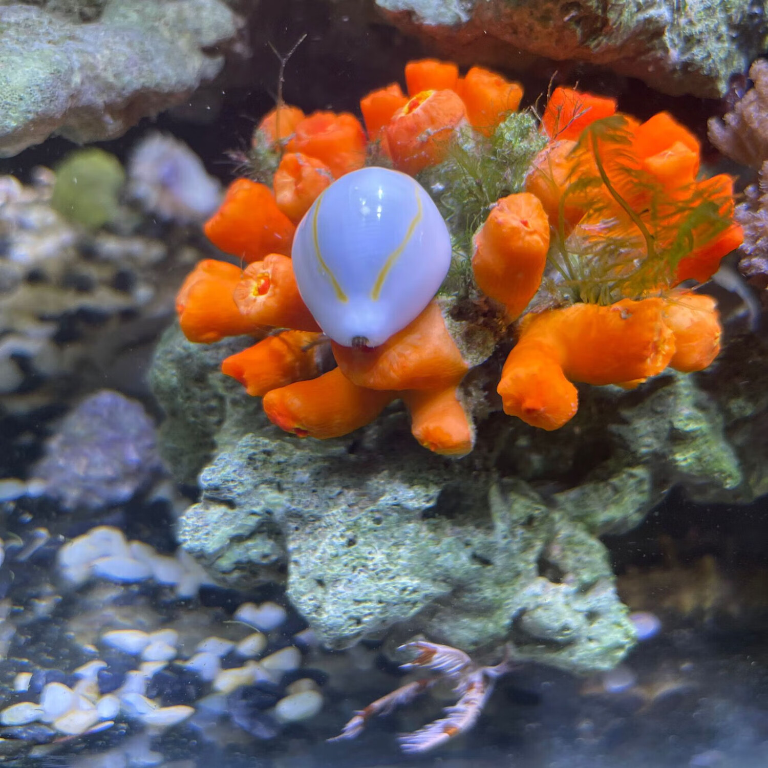 观赏螺除绿藻金环宝螺海螺角蝾螺牛眼螺净化海缸吃藻紫底星螺 金环宝螺2-3cm  3只