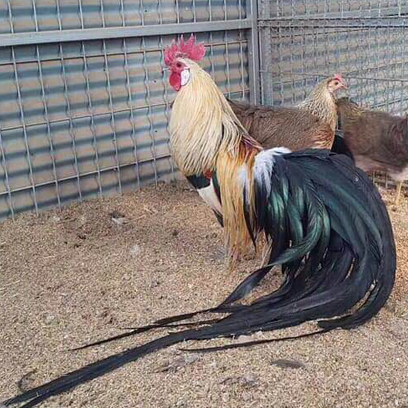 日本长尾鸡种蛋受精蛋可孵化小鸡的鸡蛋观赏鸡受精种蛋20枚 20枚