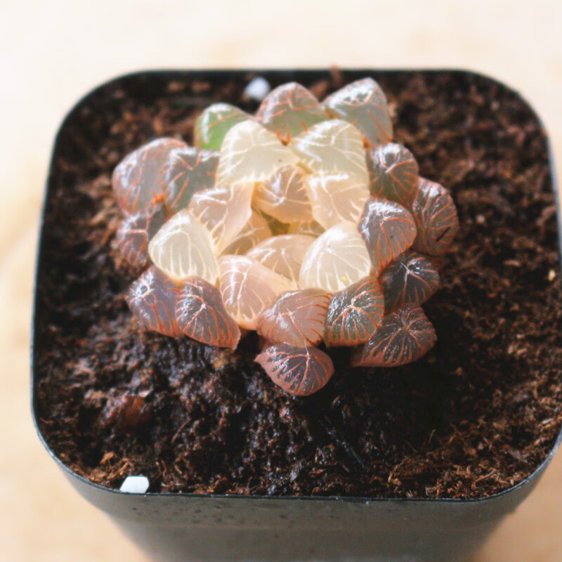 clcey彩虹玉露锦多肉植物稀缺品种办公室桌面美观净化空气盆栽花卉