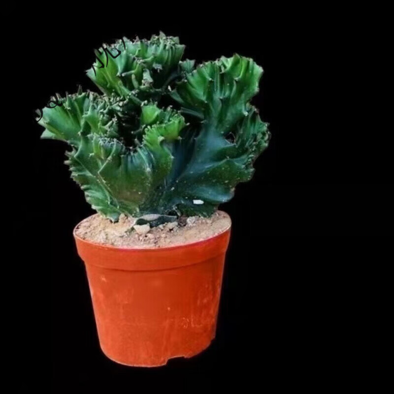 玉麒麟彩色金玉麒麟 五指山 虎头山  仙人球树 绿色 玉麒麟 带盆栽好