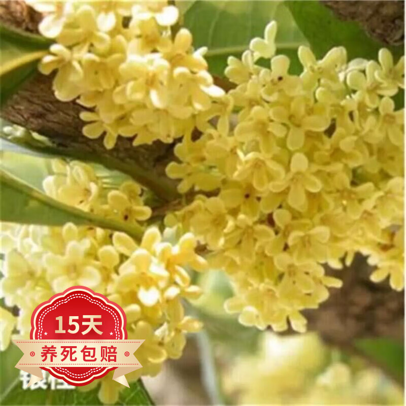 桂花苗 嫁接桂花树苗 桂花盆栽 盆景 庭院阳台花卉绿植盆栽地栽 h银桂