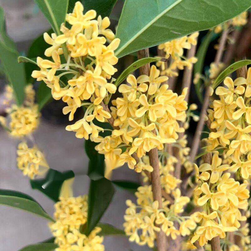 金桂浓香型盆栽花卉庭院室内绿植物嫁接沉香丹桂盆景 金桂【2公分粗】