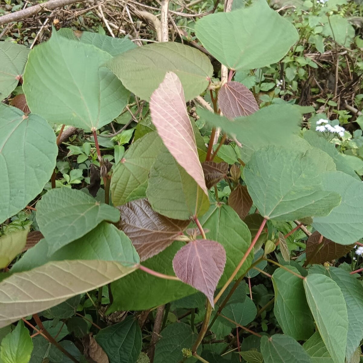 野生红帽顶 新鲜红背娘现采红膜树红背山麻杆红丹里红小娘中草药 生鲜