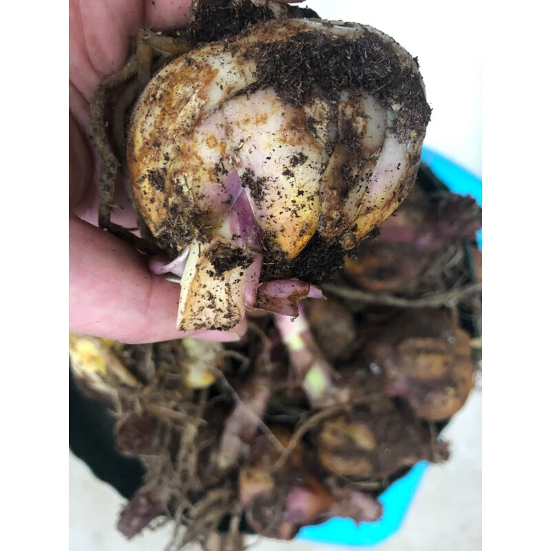 醉春木多年生百合/大丽花/马蹄莲残次球芽头受损芽长介意慎拍无售后
