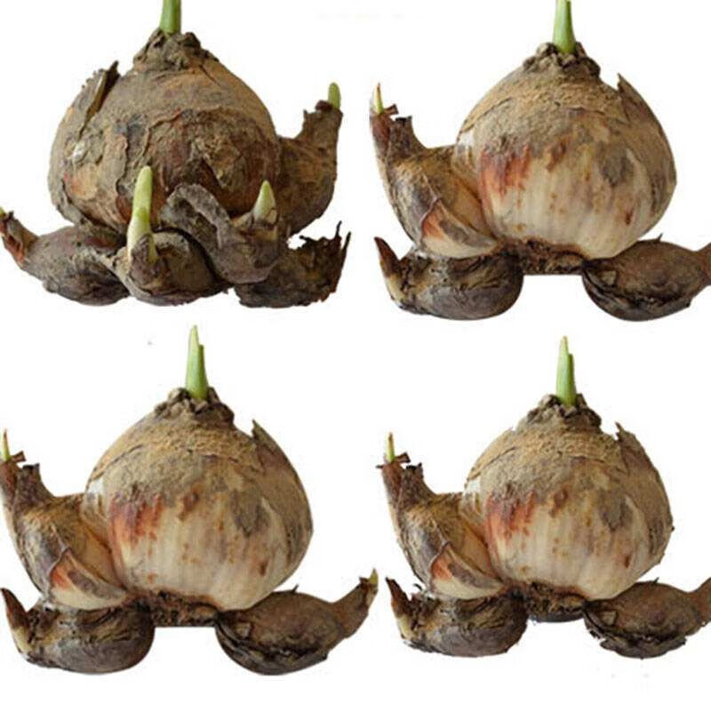 锦枝尚漳州水仙花种球水培花卉 洋水仙种球 进口水仙花耐寒花卉水培