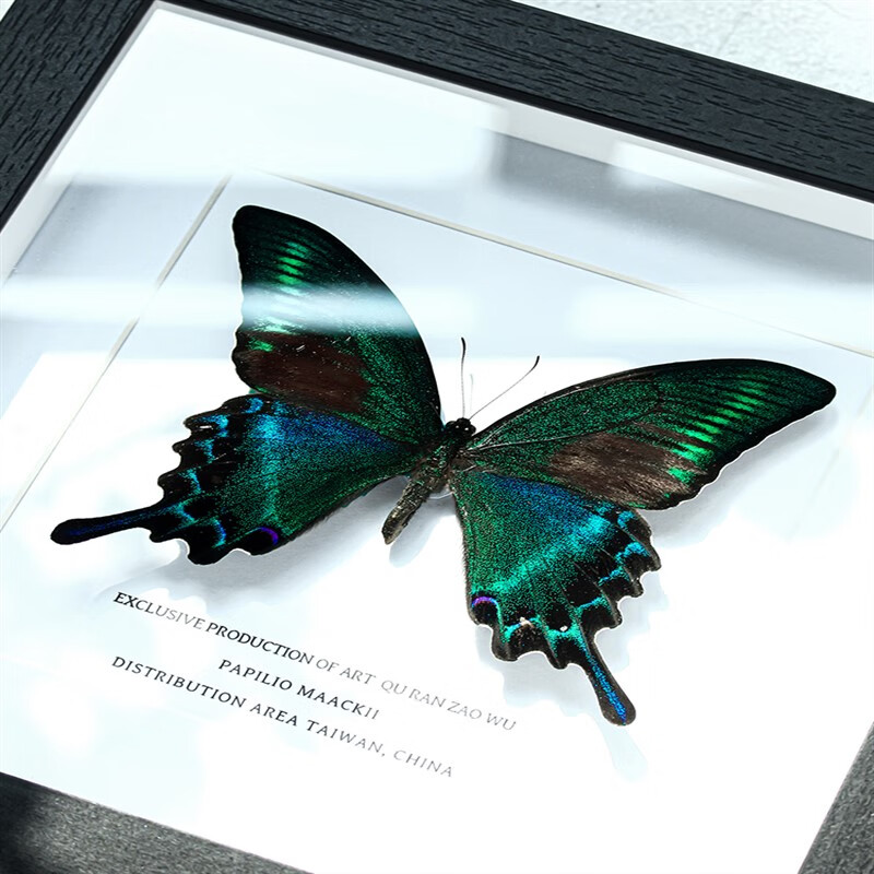 展示框礼物摆件挂画装饰画罕见生日礼物 绿带翠凤蝶夏型-7寸黑色木框