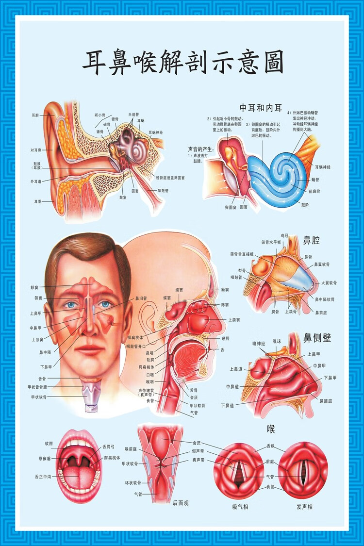 妙普乐耳鼻喉构造挂图 《耳鼻喉解剖示意图》医院挂图鼻腔鼻炎咽喉