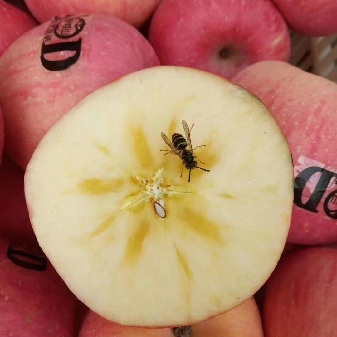 灵宝苹果 LINGBAO APPLE灵宝正宗寺河山红富士苹果礼盒装新鲜天然富硒脆甜爽口（无标）