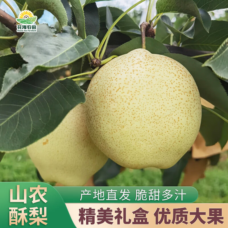 慧供正宗山农酥梨子新鲜当季水果脆甜薄皮多汁产地直发新果酥梨礼盒装 大果净重5斤装【6个 顺丰发货】