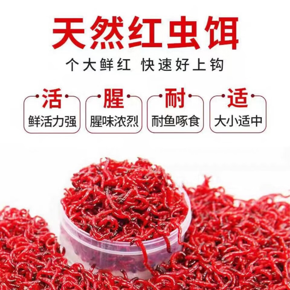 维诺亚天津野生红虫红虫鲜活鲜红虫批发价 拉饵公虫1斤