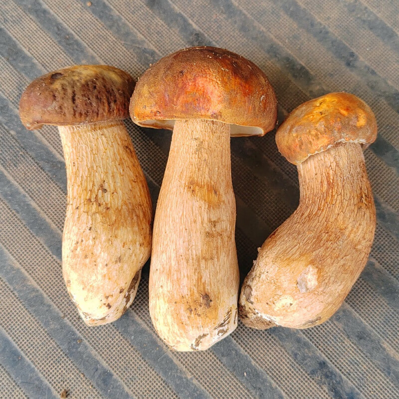 禾澹现货新鲜野生美味白牛肝菌大脚菇云南楚雄特产野山菌蘑菇顺丰