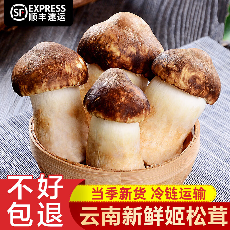 云南新鲜姬松茸2斤装当季食用菌菇巴西蘑菇小松菇赤松茸煲汤特产 乳