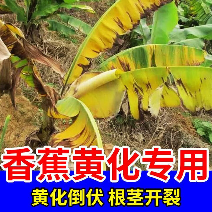 香蕉病专用除菌剂病毒病黄叶病黄化病叶斑病烂根枯萎病香蕉叶面肥
