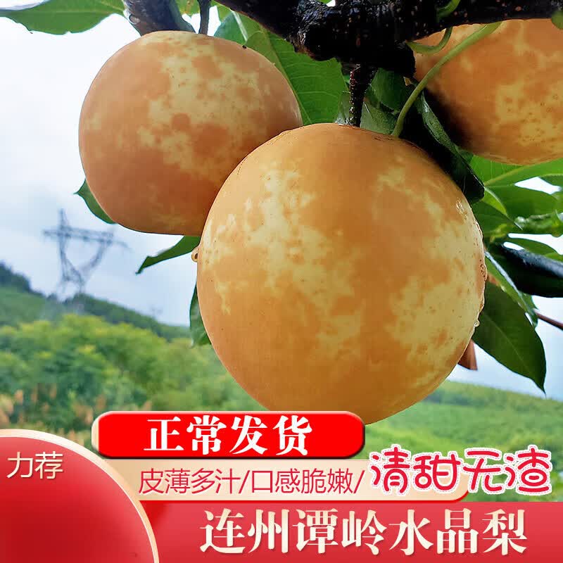 连州潭岭水晶梨 广东清远高山脆冠梨翠冠梨黄金梨子十斤水果礼盒 2500