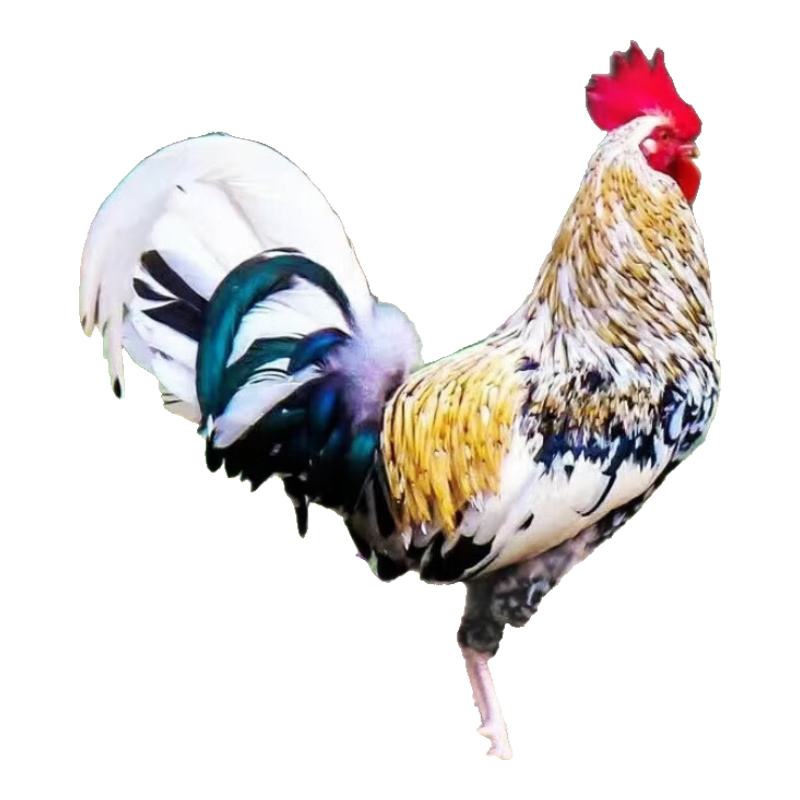 皓謙 鵲山雞農(nóng)家山林散養(yǎng)蘆花雞現(xiàn)殺速凍彩鳳雞跑山雞節(jié)日珍品禮盒 鵲山雞1只