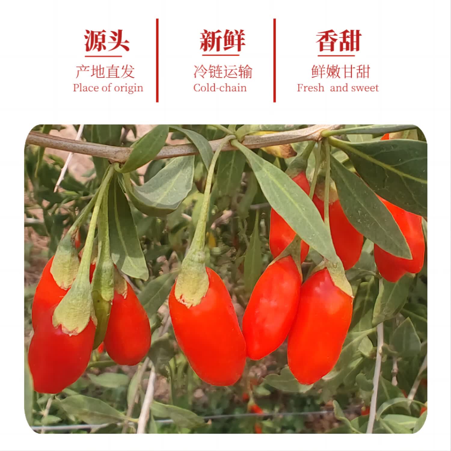 秦山农宁夏新鲜枸杞子现摘正宗头茬红枸杞当季即食水果大颗粒鲜果礼盒装 500g【125gx4盒】礼盒包装