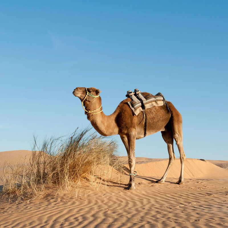 【非洲旅游】摩洛哥-突尼斯13-15日无购物 3晚海滨五星住宿 摩洛哥