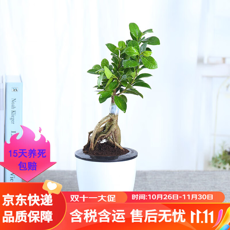 急兔室内桌面小榕树发财树人参榕盆景带盆栽花木绿植小榕树懒人盆栽好怎么样,好用不?