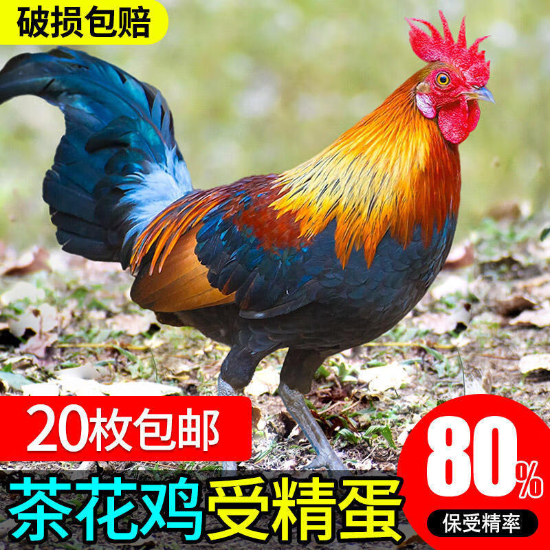 云南茶花鸡种蛋受精蛋可孵化小鸡活观赏鸡长尾鸡非珍珠贵妃枚 1枚