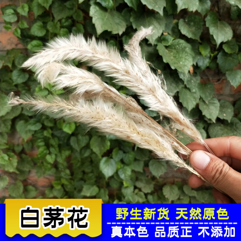 白茅花100g中药材散装野生干茅针花中草药白茅根草花白茅草花