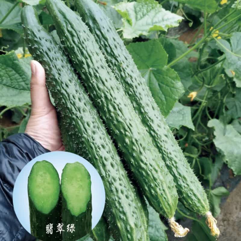 杂交甜脆王黄瓜种子老品种高产旱黄瓜种籽四季春夏秋水果蔬菜种孑 津